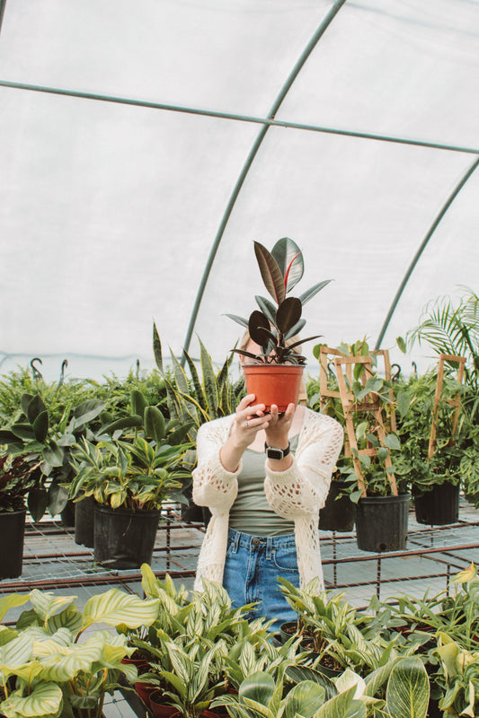 Growing Greener with Grace- The Benefits of Houseplants
