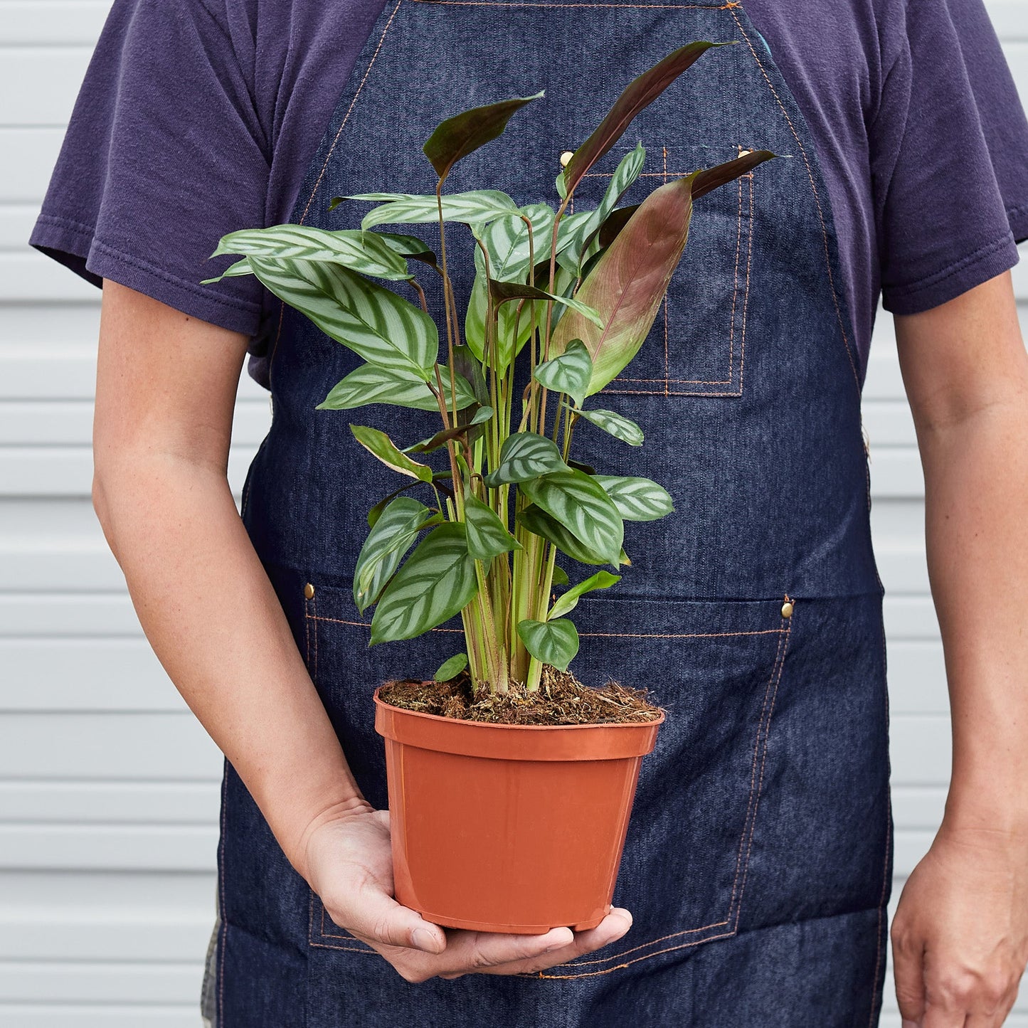Calathea 'Grey Star'