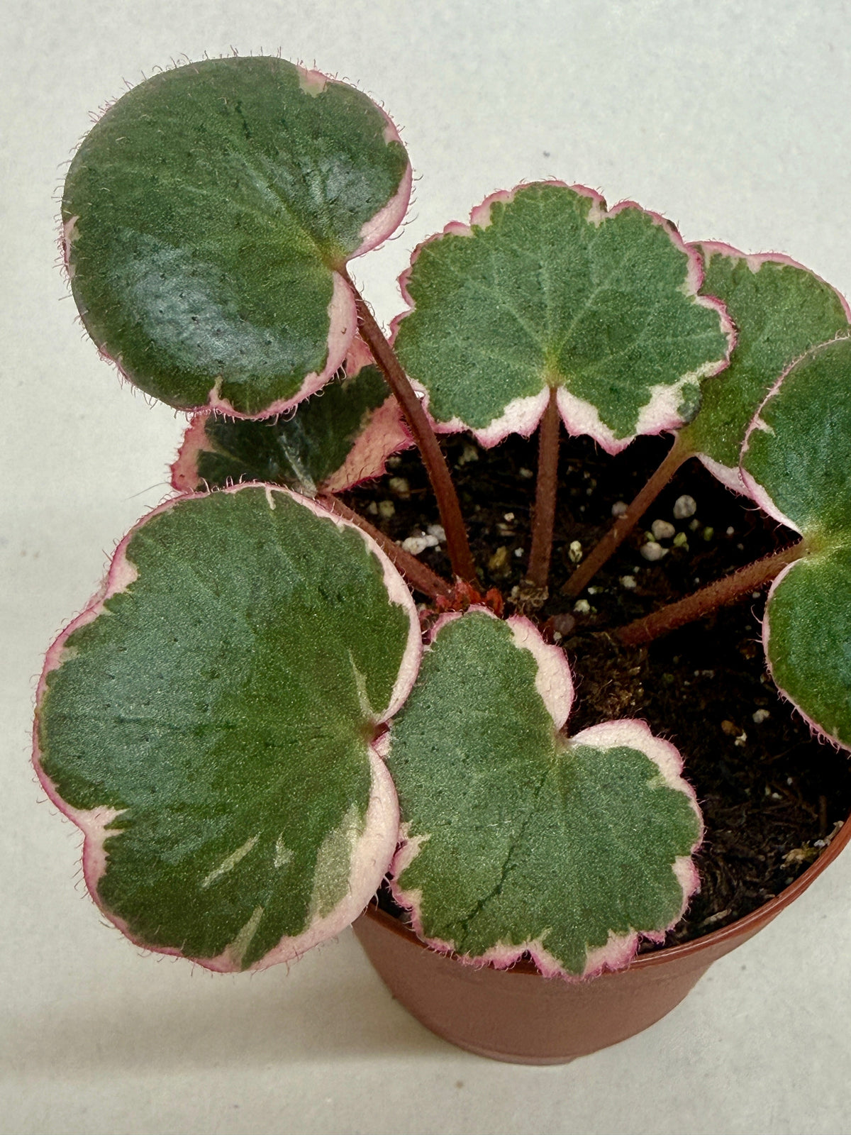Saxifraga Tricolor