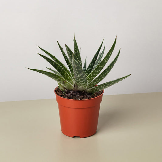 Succulent Gasteria Zimflora
