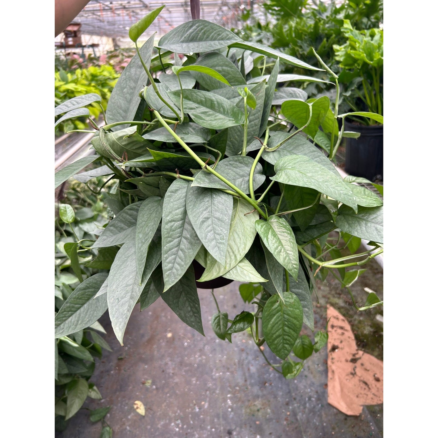 Pothos 'Cebu Blue'
