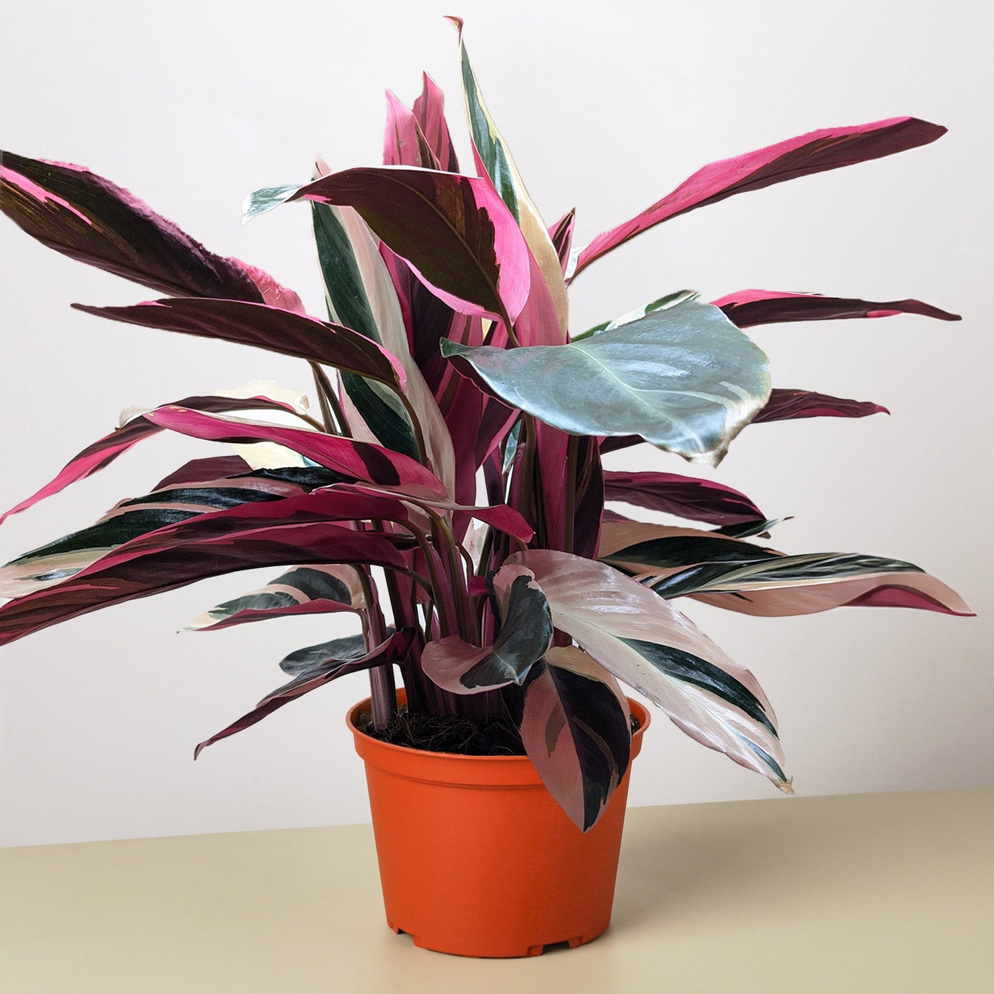 Stromanthe 'Triostar'