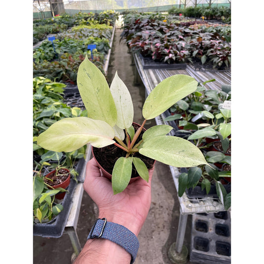 Philodendron 'Snowdrift'