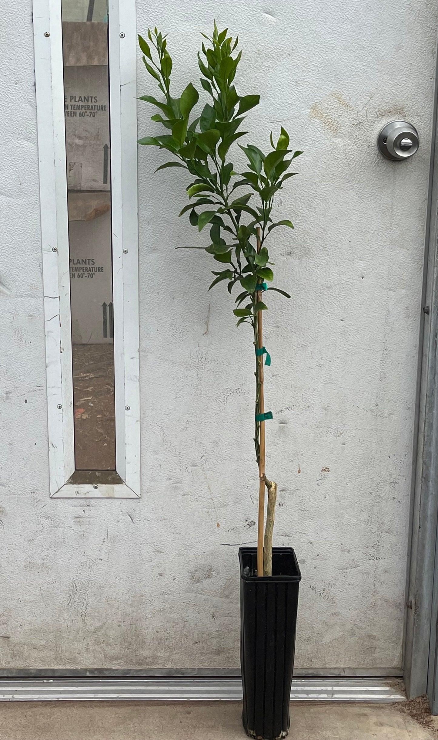 Key Lime (thornless) - Free Shipping Included