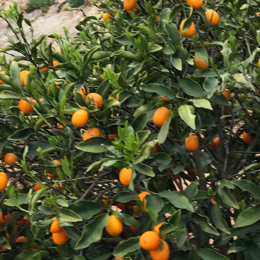 Meiwa Kumquat - Free Shipping Included