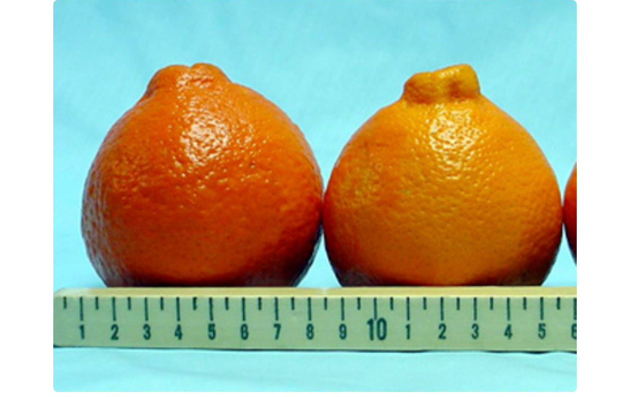 Sugar Belle® - Free Shipping Included