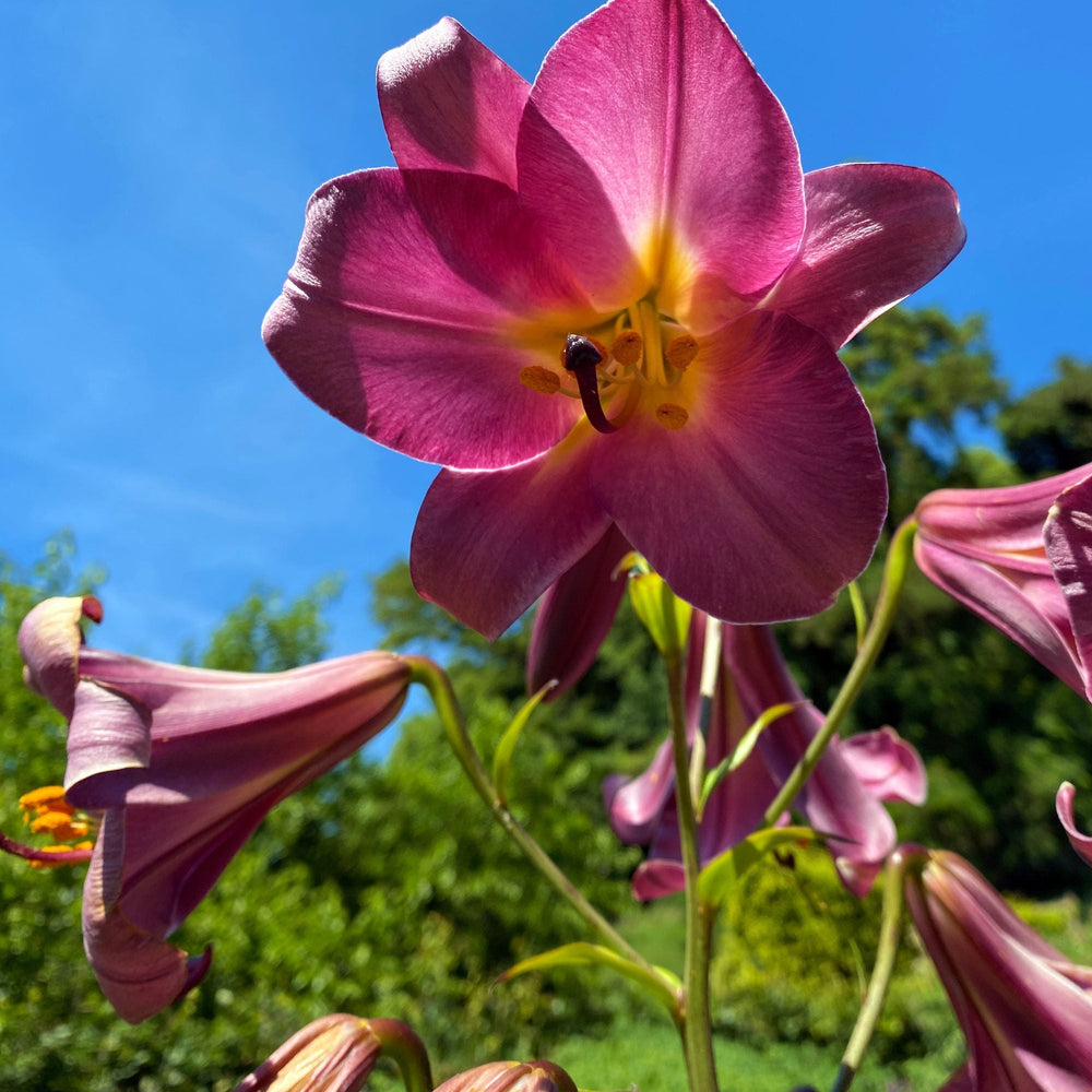Lilium - Trumpet Lily Pink Perfection