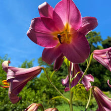 Lilium - Trumpet Lily Pink Perfection