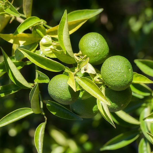 Key Lime - Free Shipping Included